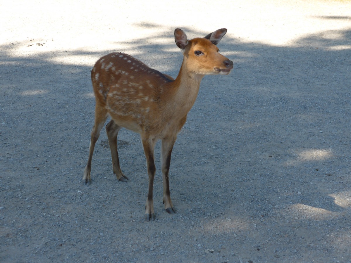 (164'298) - Sikahirsch am 31. August 2015 im Tierpark Goldau