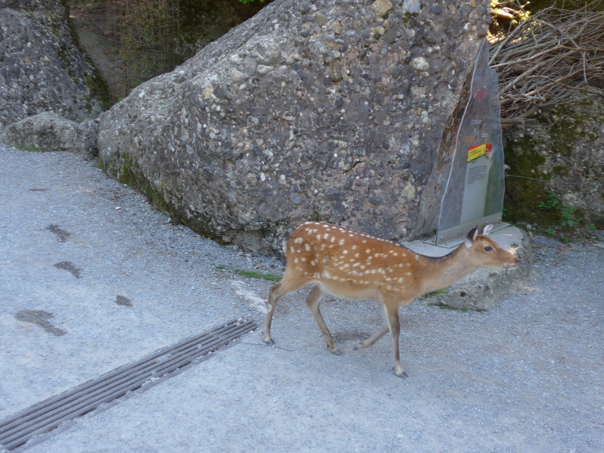 (164'301) - Sikahirsch am 31. August 2015 im Tierpark Goldau