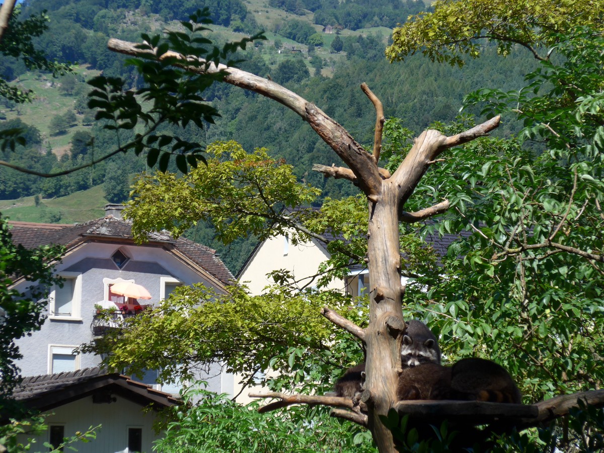 (164'309) - Schlafende Waschbren am 31. August 2015 im Tierpark Goldau