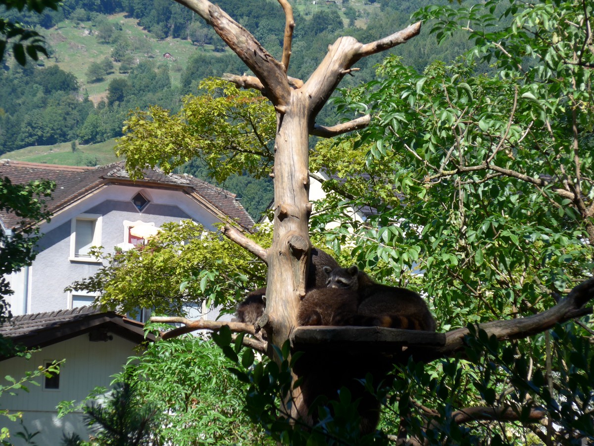 (164'310) - Schlafende Waschbren am 31. August 2015 im Tierpark Goldau