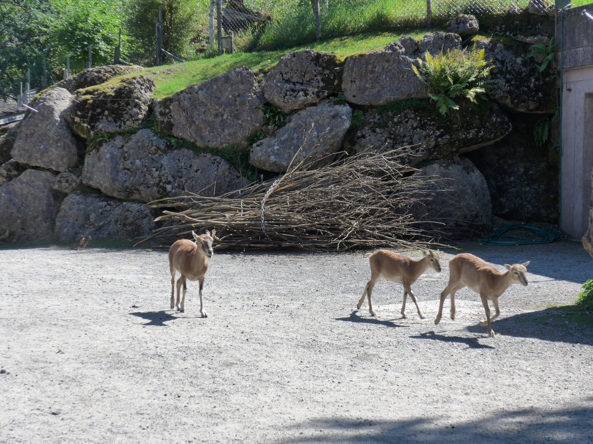 (164'311) - Drei Sikahirsche am 31. August 2015 im Tierpark Goldau
