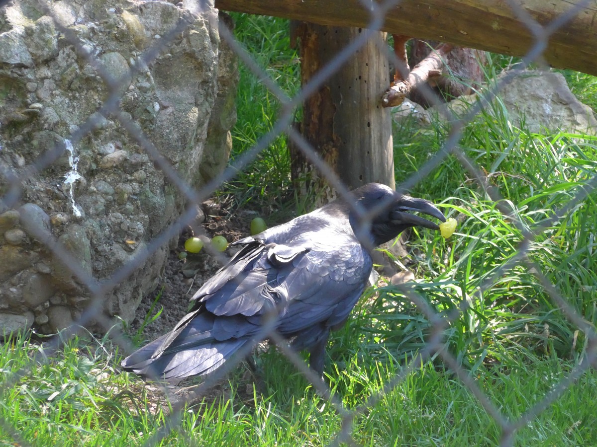 (164'328) - Eine Krhe am 31. August 2015 im Tierpark Goldau