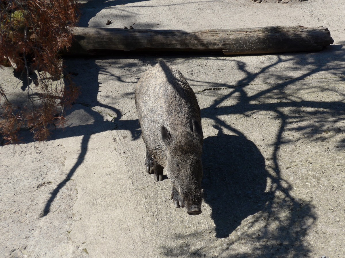 (164'334) - Wildschwein am 31. August 2015 im Tierpark Goldau