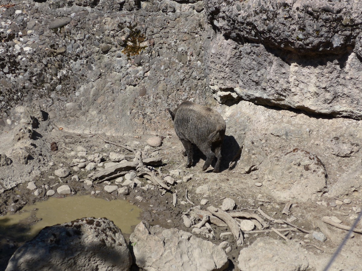 (164'335) - Wildschwein am 31. August 2015 im Tierpark Goldau