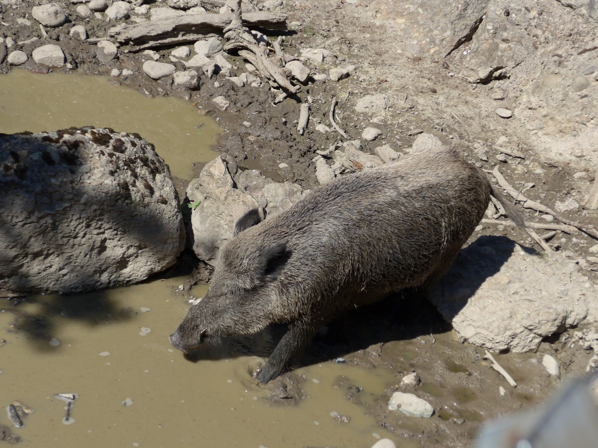 (164'339) - Wildschwein am 31. August 2015 im Tierpark Goldau