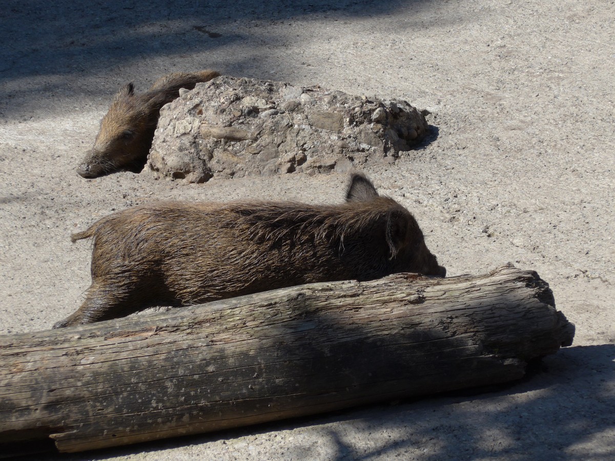 (164'342) - Wildschweine am 31. August 2015 im Tierpark Goldau
