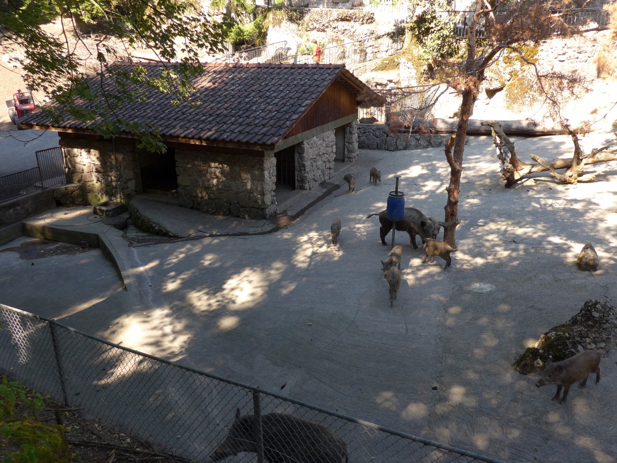 (164'349) - Ftterung der Wildschweine am 31. August 2015 im Tierpark Goldau