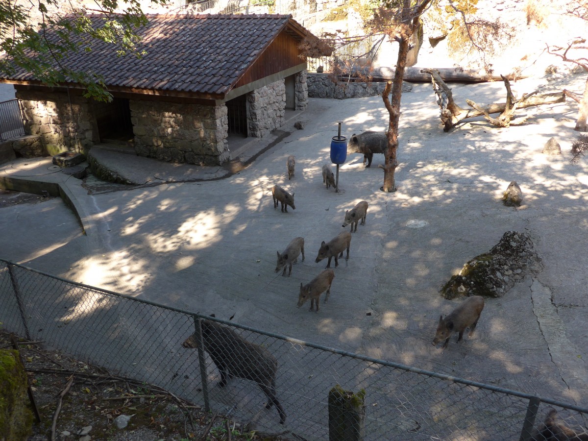 (164'350) - Ftterung der Wildschweine am 31. August 2015 im Tierpark Goldau