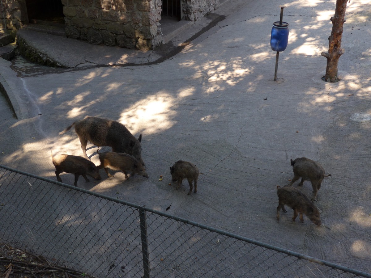 (164'355) - Ftterung der Wildschweine am 31. August 2015 im Tierpark Goldau