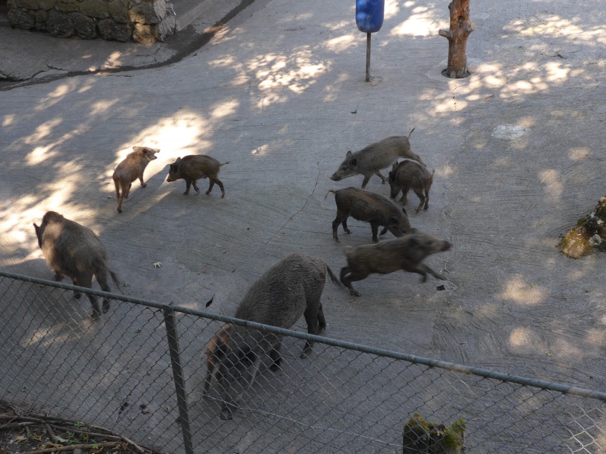 (164'356) - Ftterung der Wildschweine am 31. August 2015 im Tierpark Goldau
