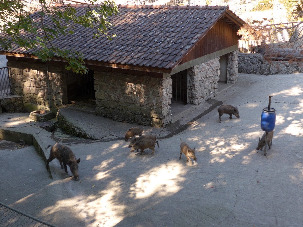 (164'357) - Ftterung der Wildschweine am 31. August 2015 im Tierpark Goldau