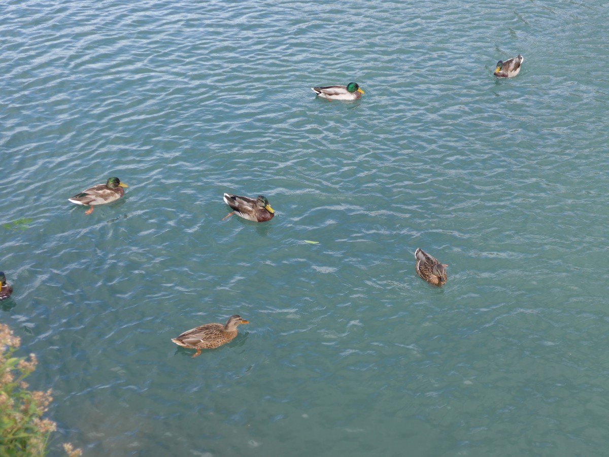 (164'898) - Enten am 16. September 2015 bei Flelen