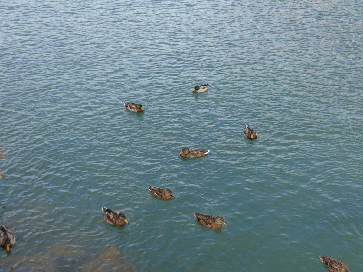 (164'899) - Enten am 16. September 2015 bei Flelen