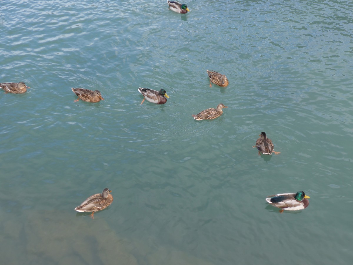 (164'900) - Enten am 16. September 2015 bei Flelen