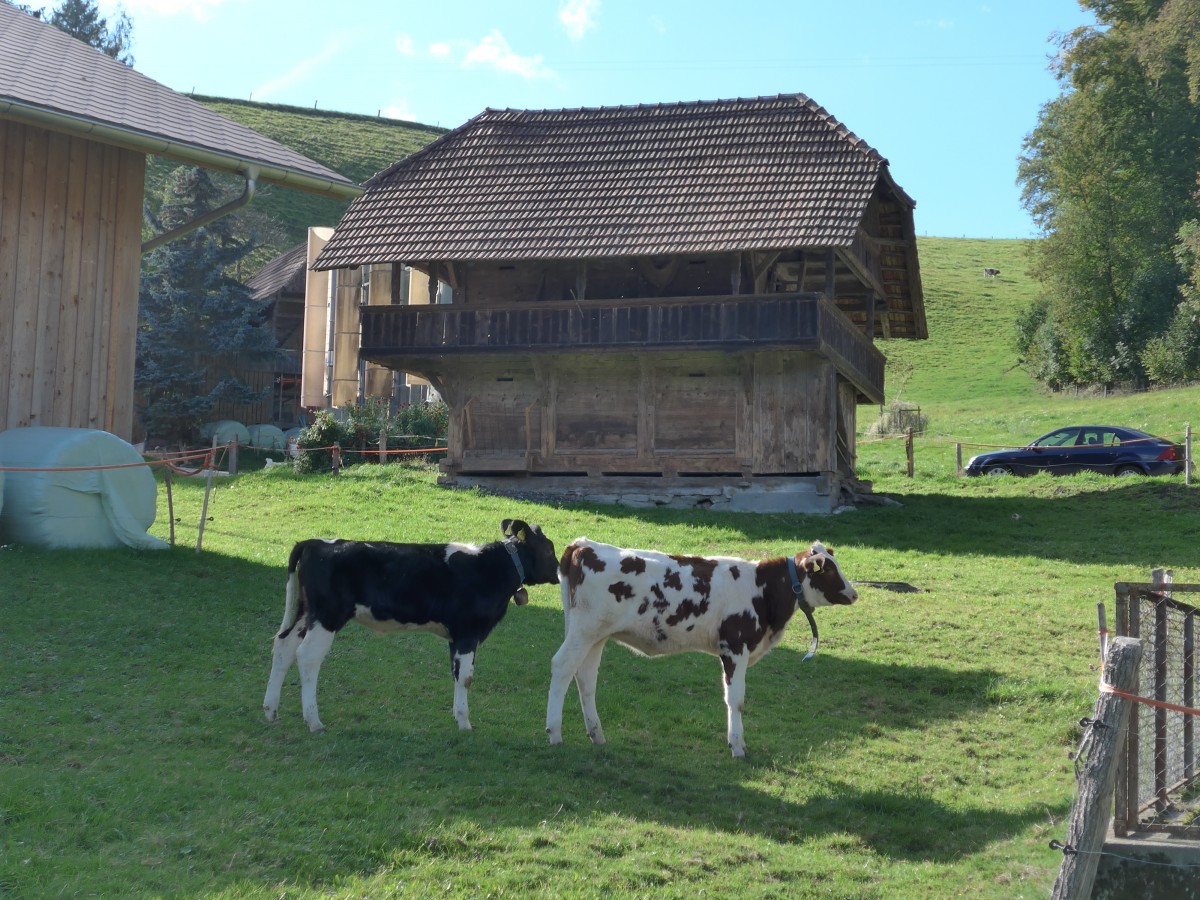 (166'036) - Zwei Klber am 4. Oktober 2015 in Heimiswil