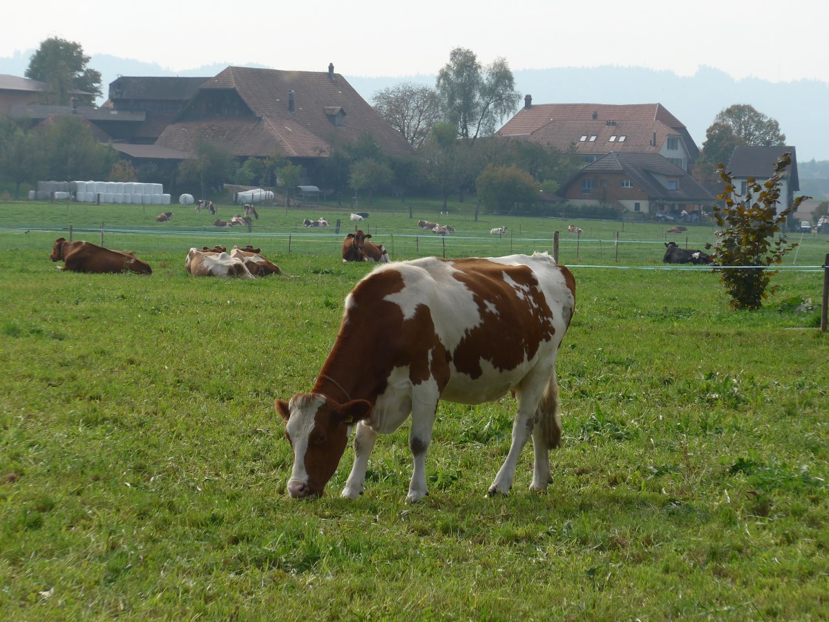 (166'231) - Rinder und Khe am 12. Oktober 2015 auf einer Weide in Zauggenried