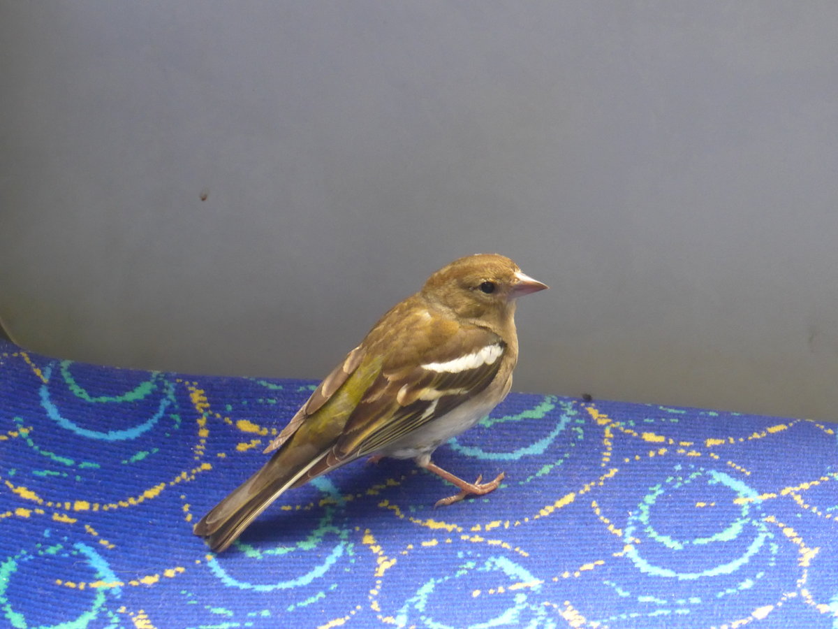 (171'736) - Ein Spatz im Postautoanhnger am 12. Juni 2016 in Stechelberg