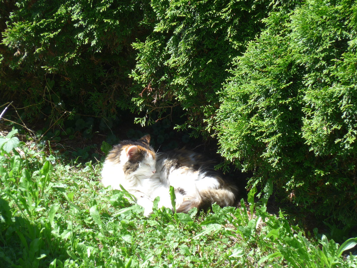 (174'274) - Katze Fortuna geniesst die Sonne am 22. August 2016