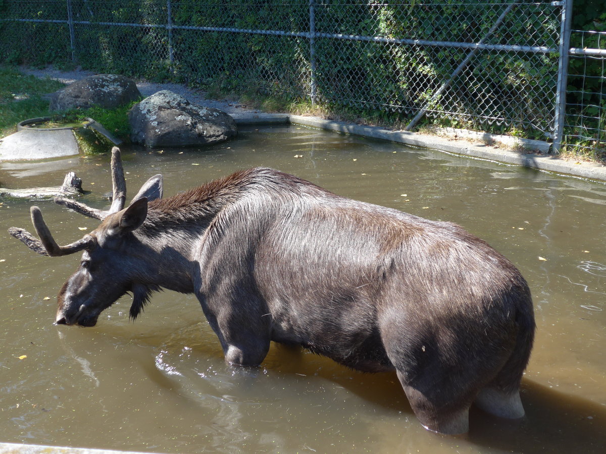 (174'414) - Elch am 28. August 2016 in Bern, Tierpark Dhlhlzli
