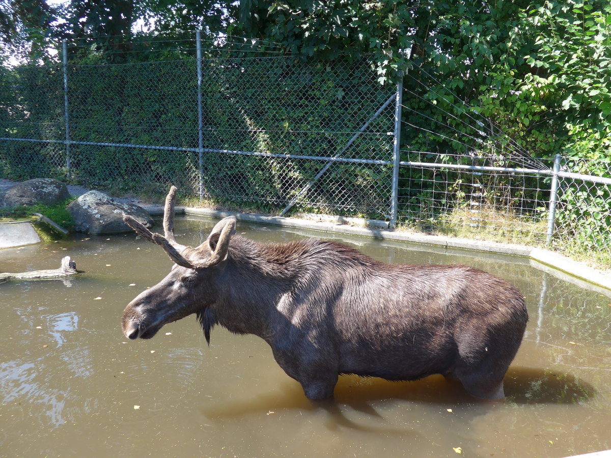 (174'415) - Elch am 28. August 2016 in Bern, Tierpark Dhlhlzli