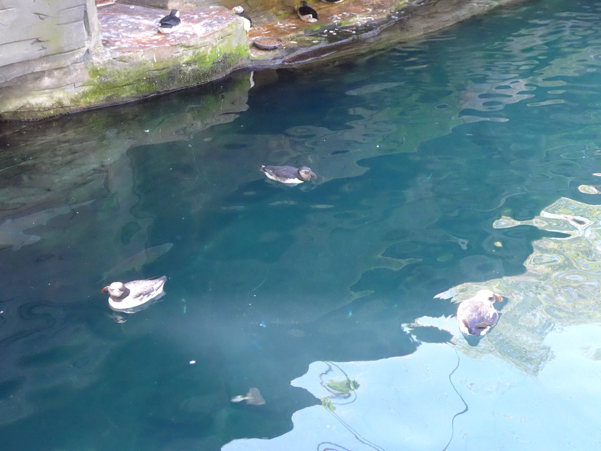 (174'416) - Papageitaucher am 28. August 2016 in Bern, Tierpark Dhlhlzli