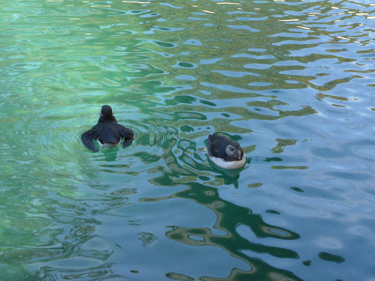 (174'418) - Papageitaucher am 28. August 2016 in Bern, Tierpark Dhlhlzli