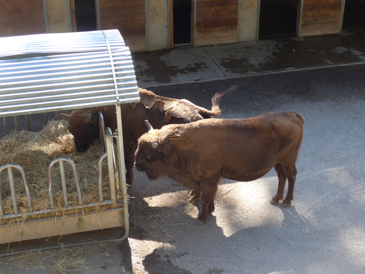 (174'420) - Wisente am 28. August 2016 in Bern, Tierpark Dhlhlzli