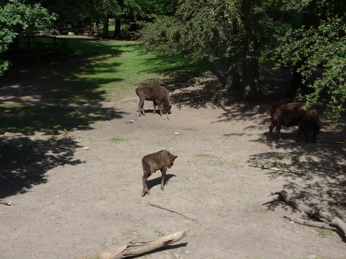 (174'422) - Wisente am 28. August 2016 in Bern, Tierpark Dhlhlzli
