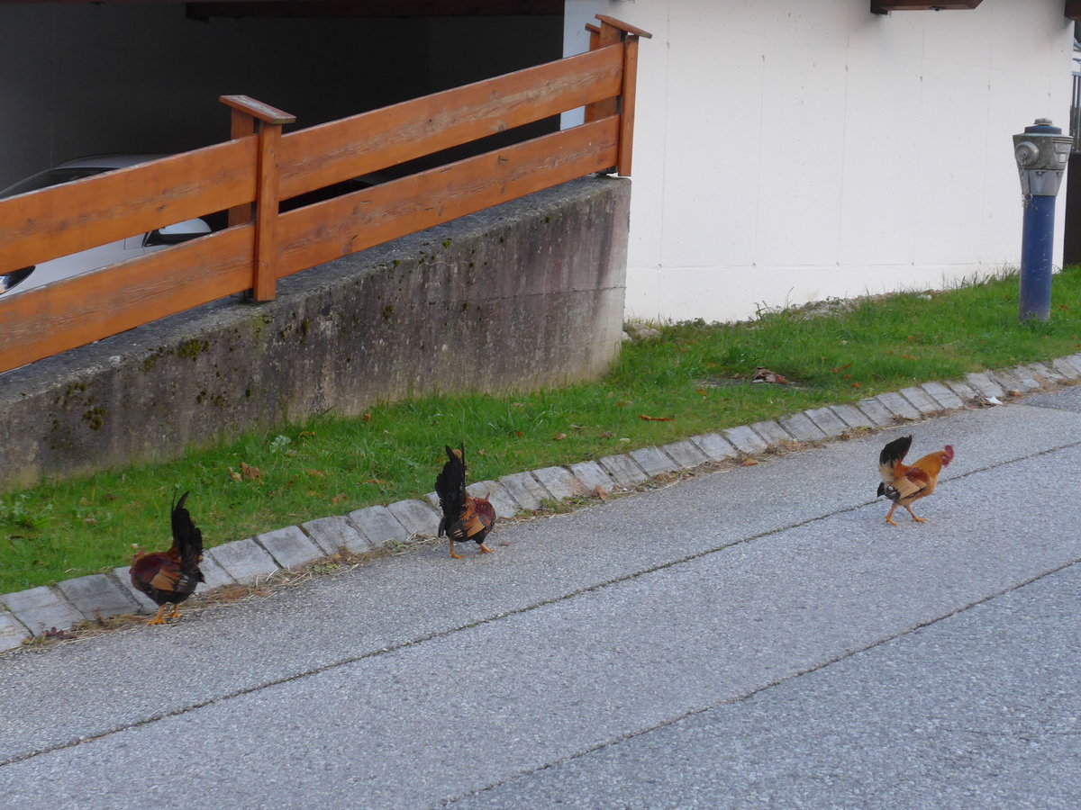(176'100) - Drei Hhner auf der Strasse am 20. Oktober 2016 in Pertisau