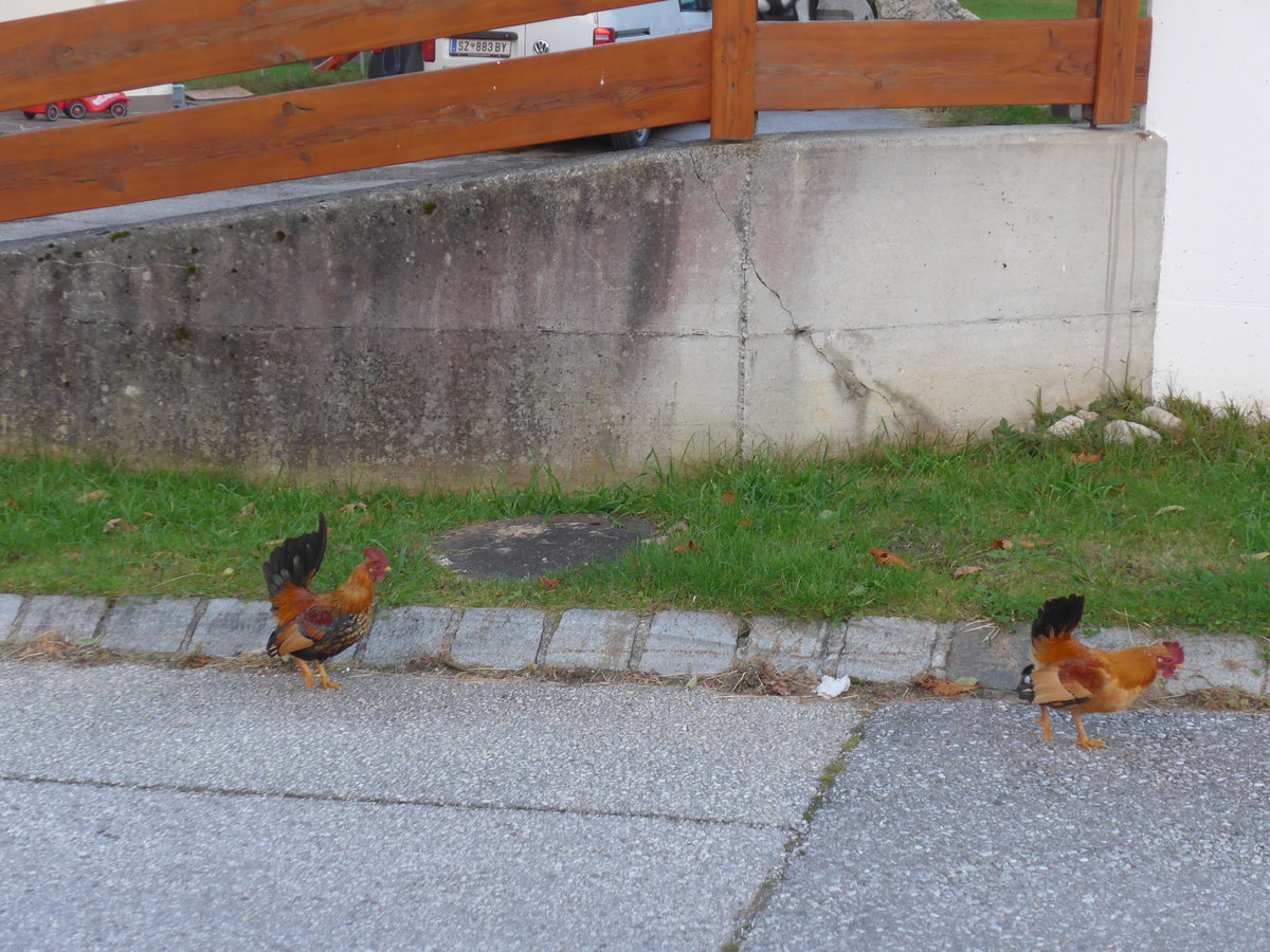 (176'101) - Zwei Hhner auf der Strasse am 20. Oktober 2016 in Pertisau