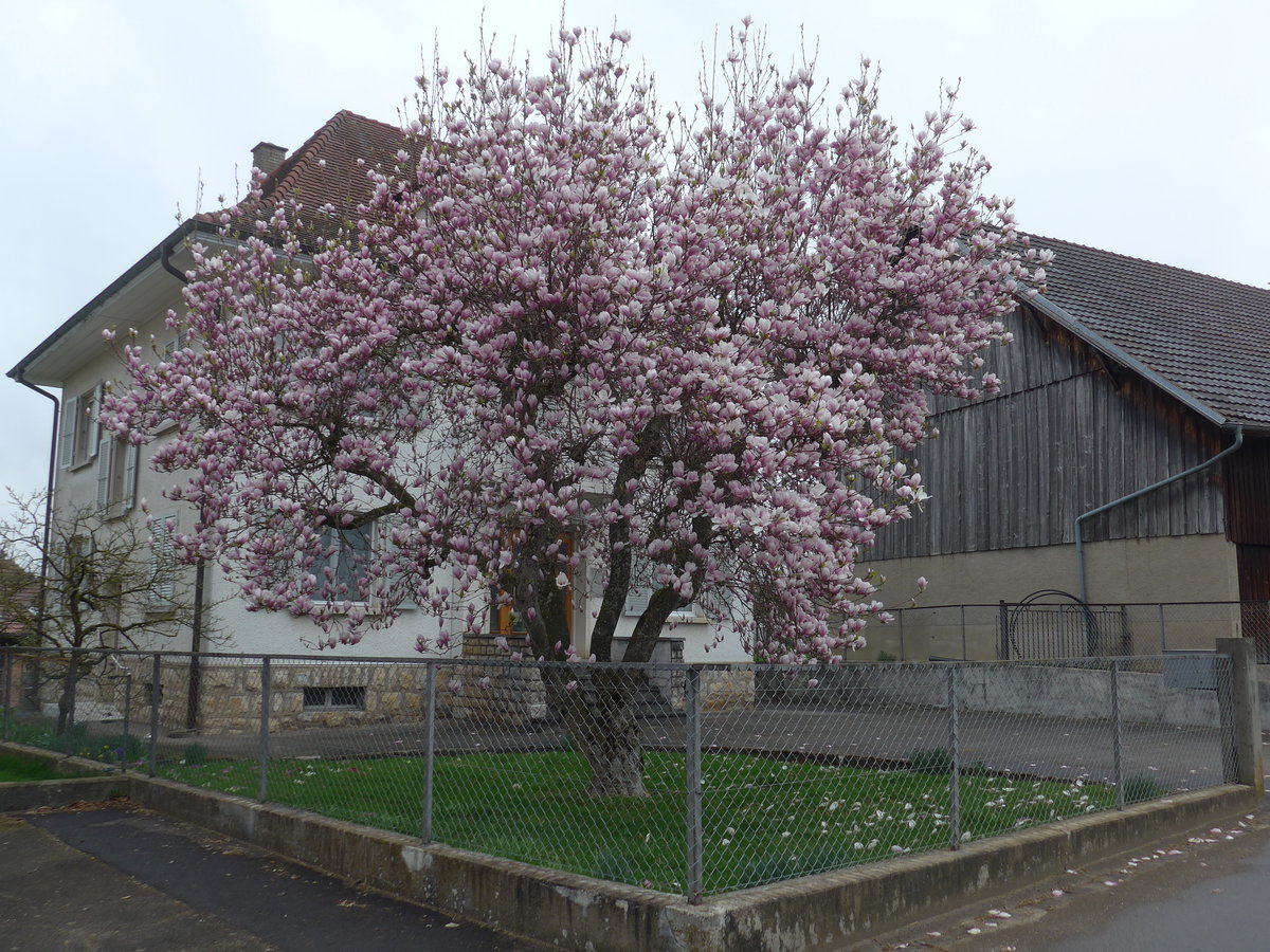 (179'327) - Blhender Magnolienbaum am 2. April 2017 in Vendlincourt