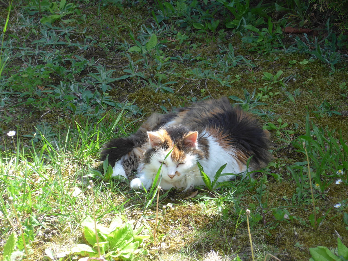 (180'142) - Katze Fortuna geniesst den Frhling am 15. Mai 2017