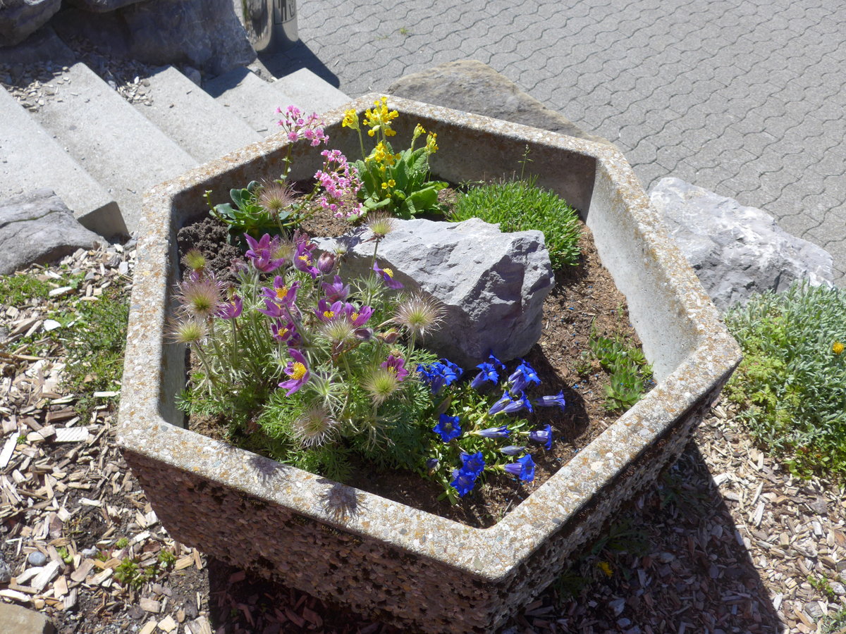 (180'318) - Alpenblumen am 22. Mai 2017 auf der Schwgalp