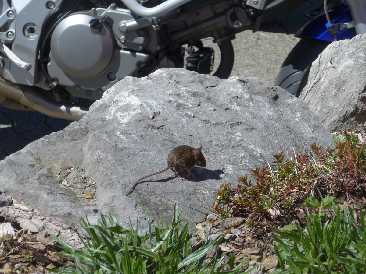 (180'319) - Kleine Maus am 22. Mai 2017 auf der Schwgalp