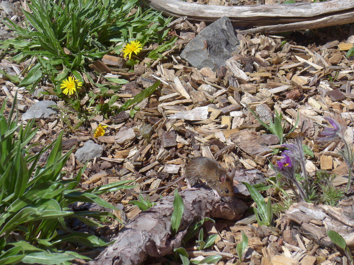 (180'320) - Kleine Maus am 22. Mai 2017 auf der Schwgalp
