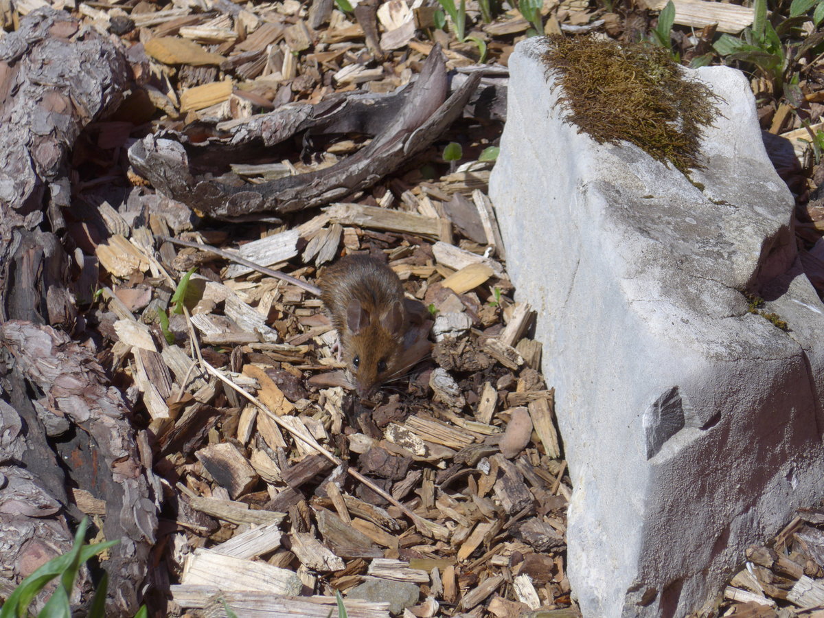 (180'321) - Kleine Maus am 22. Mai 2017 auf der Schwgalp