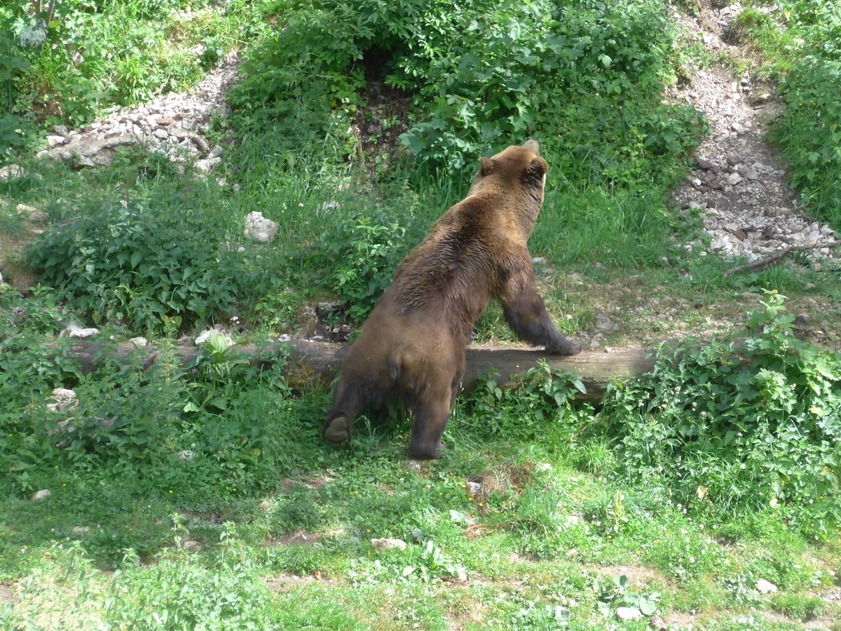 (181'563) - Br im Jurapark am 25. Juni 2017 in Vallorbe