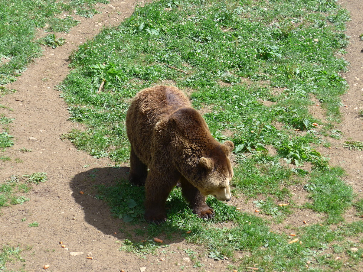(181'569) - Br im Jurapark am 25. Juni 2017 in Vallorbe