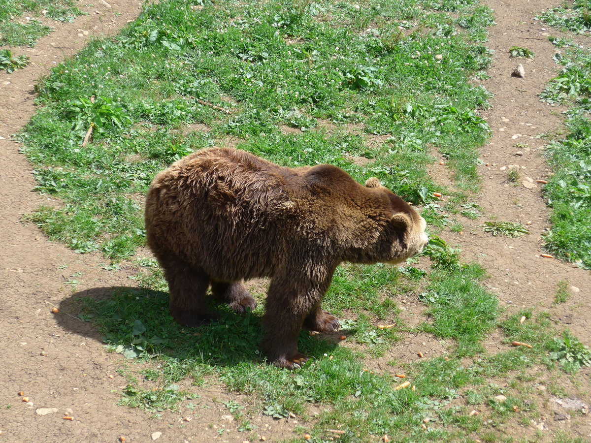 (181'570) - Br im Jurapark am 25. Juni 2017 in Vallorbe