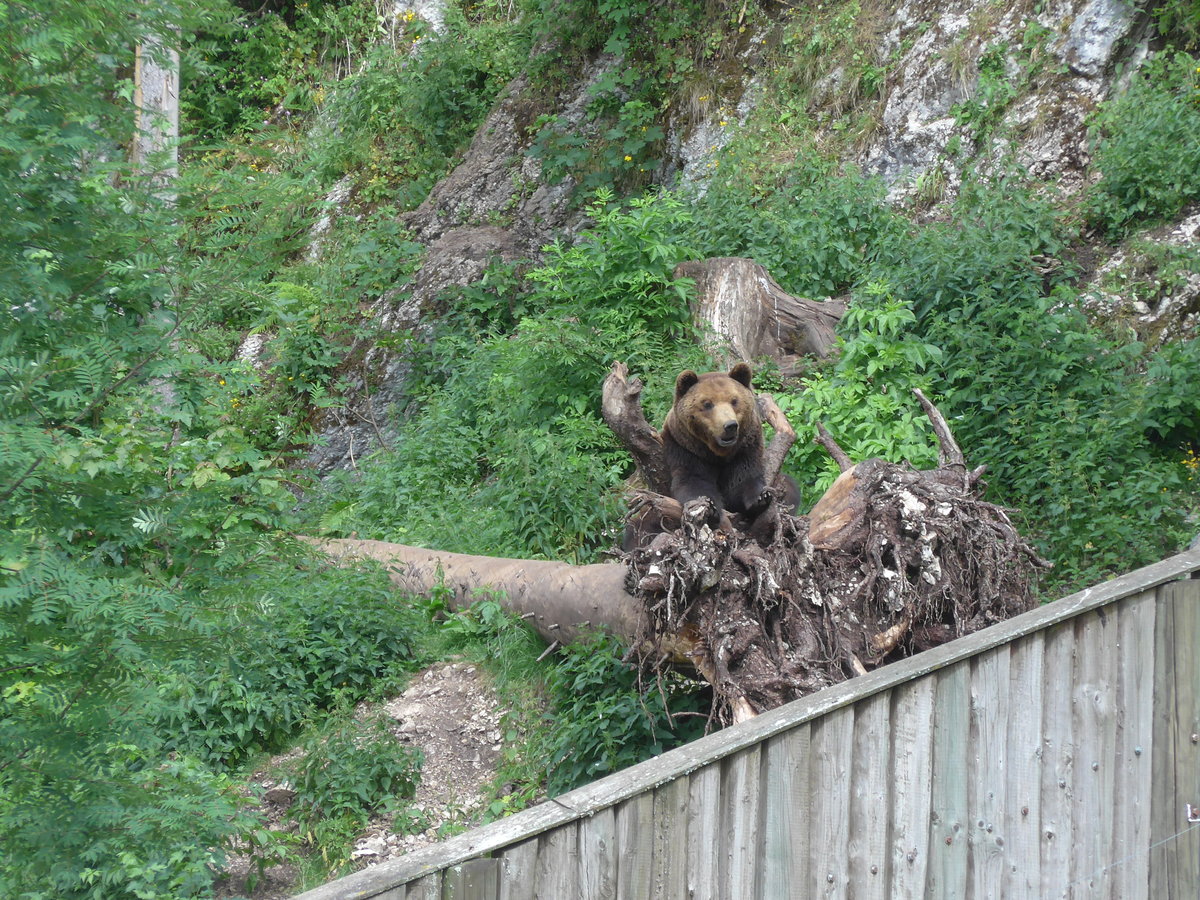 (181'573) - Br im Jurapark am 25. Juni 2017 in Vallorbe