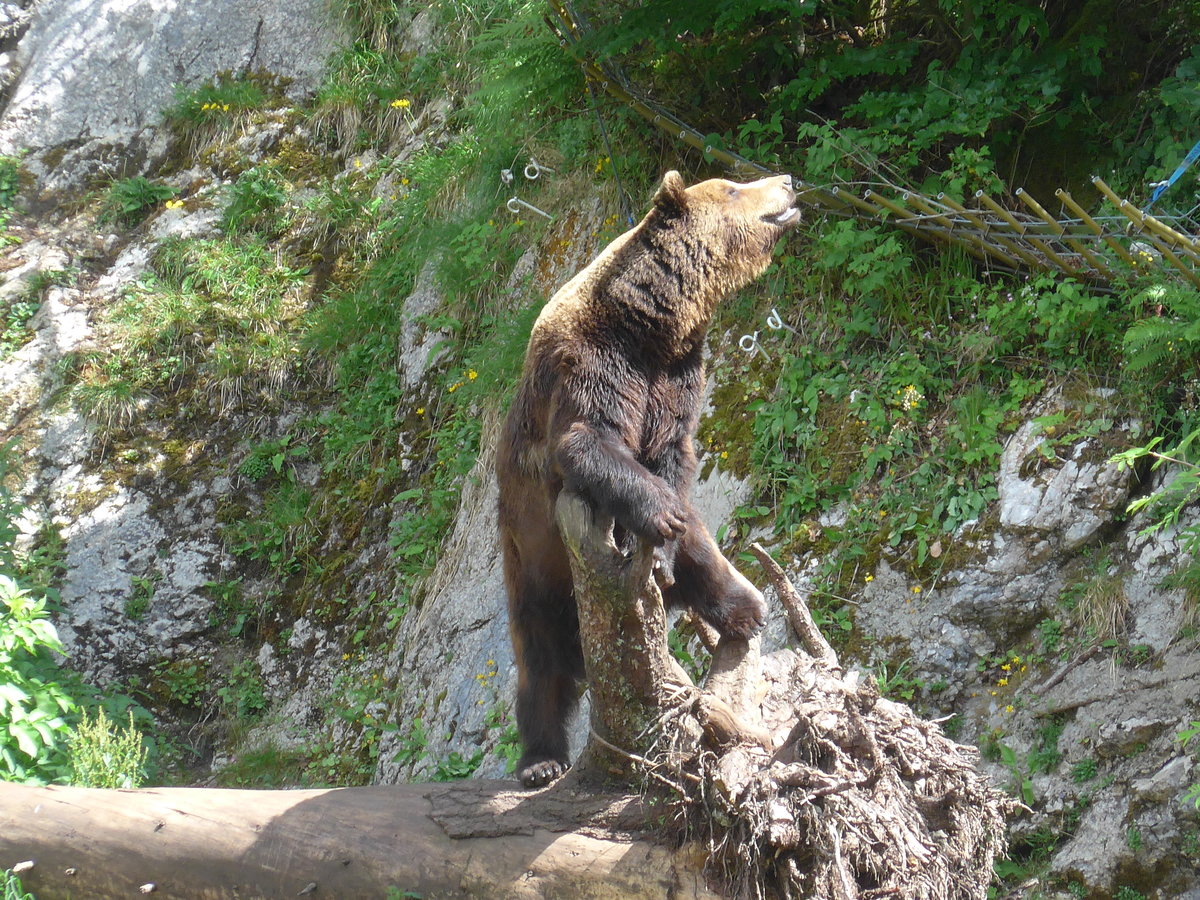 (181'578) - Br im Jurapark am 25. Juni 2017 in Vallorbe