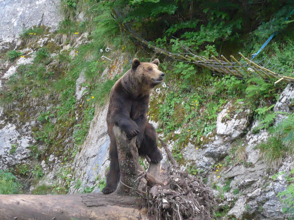 (181'579) - Br im Jurapark am 25. Juni 2017 in Vallorbe
