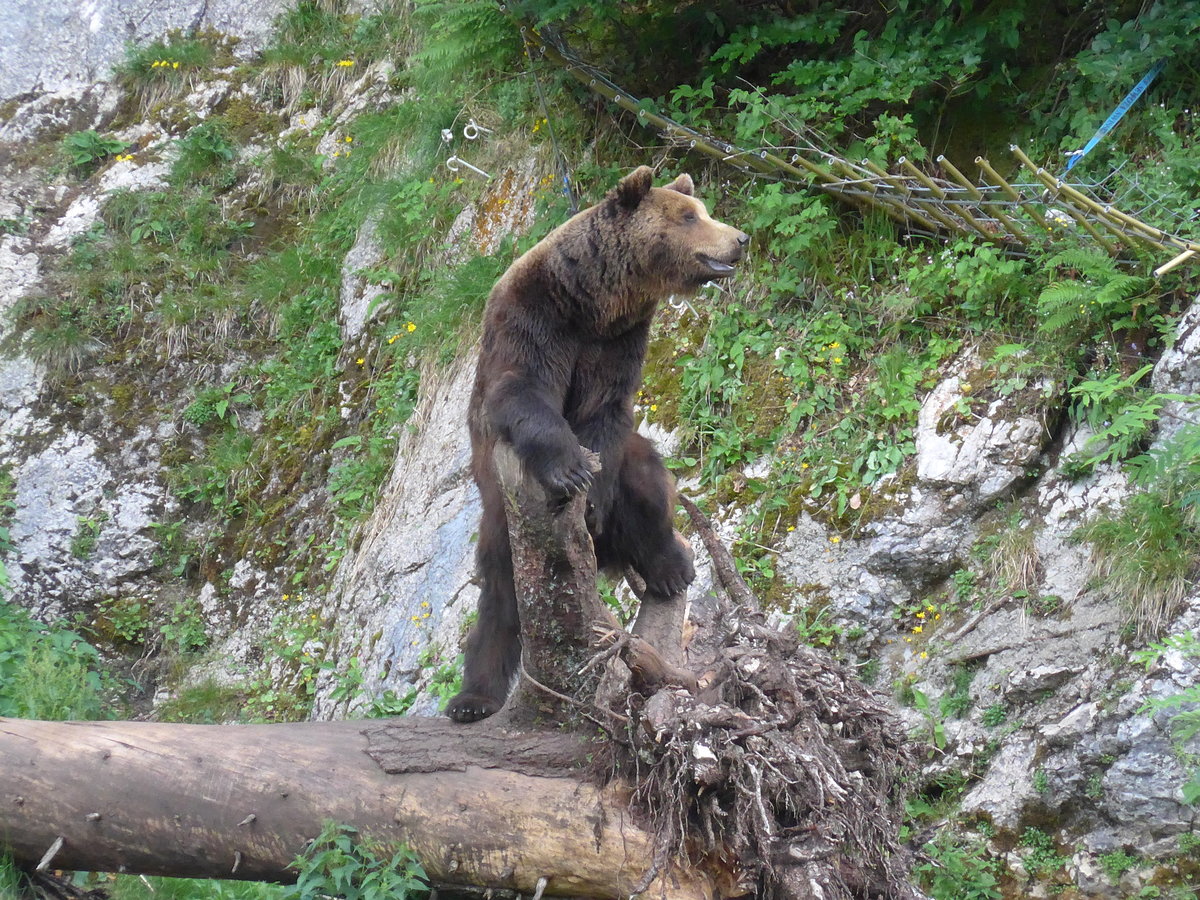 (181'580) - Br im Jurapark am 25. Juni 2017 in Vallorbe
