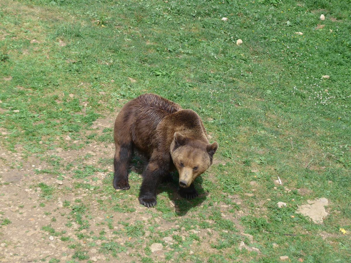 (181'581) - Br im Jurapark am 25. Juni 2017 in Vallorbe