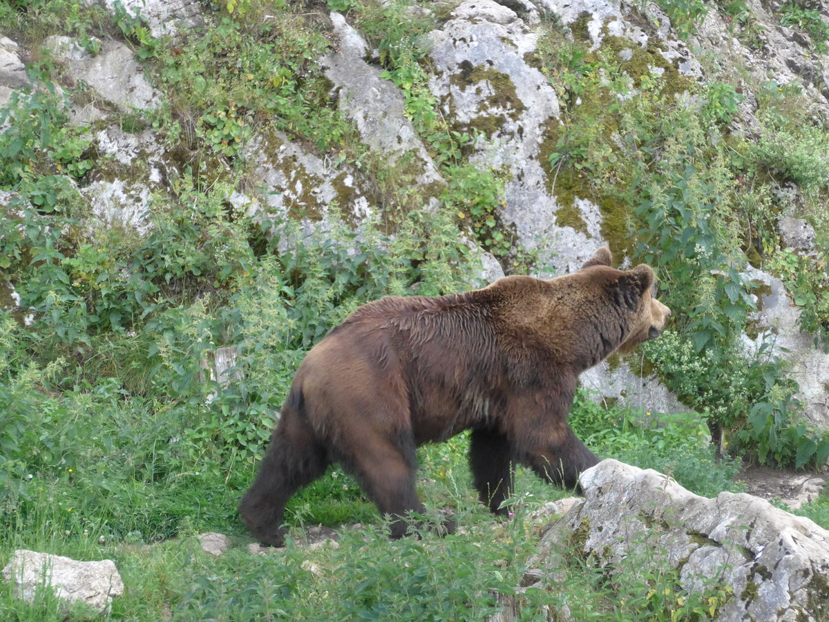 (181'582) - Br im Jurapark am 25. Juni 2017 in Vallorbe