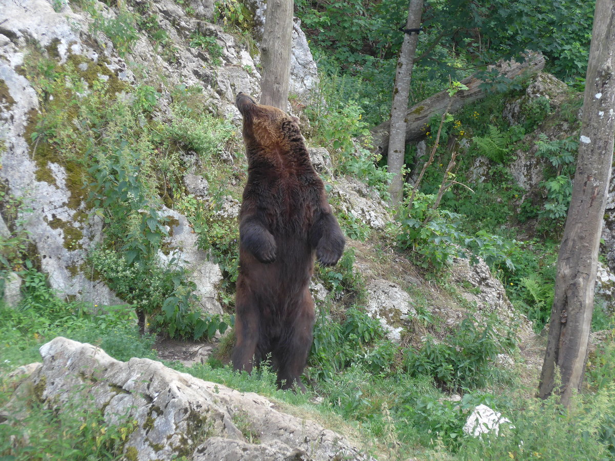 (181'585) - Br im Jurapark am 25. Juni 2017 in Vallorbe