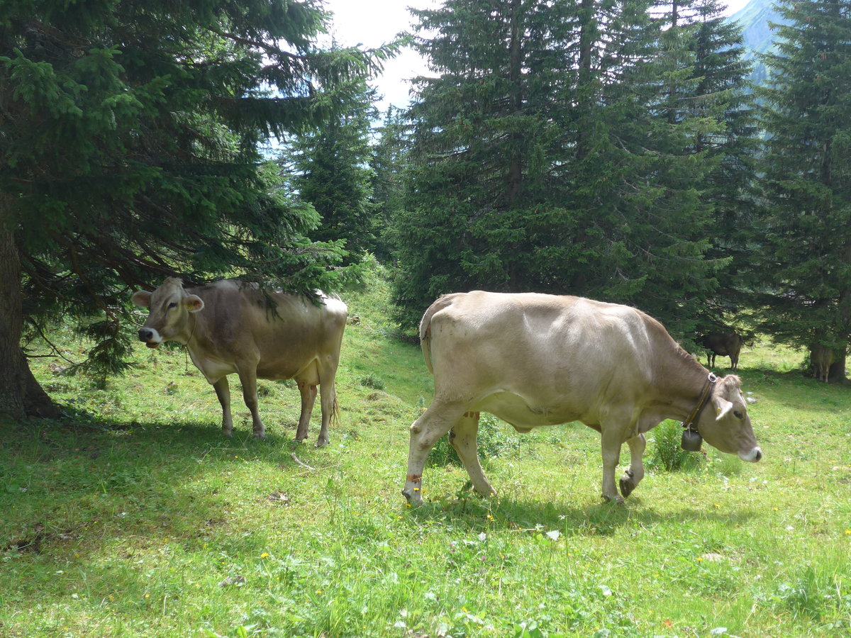 (182'123) - Khe am 16. Juli 2017 bei der Engstlenalp