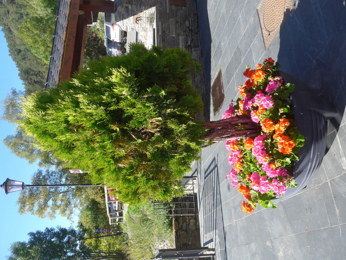 (185'338) - Blumen und Bumchen am 27. September 2017 in Llorts