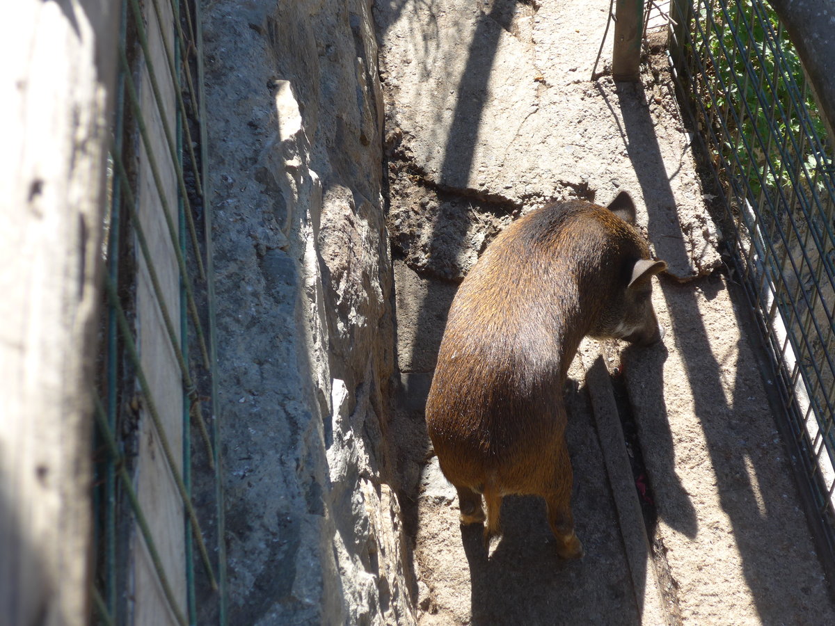 (185'515) - Wildschwein am 28. September 2017 in Os de Civis