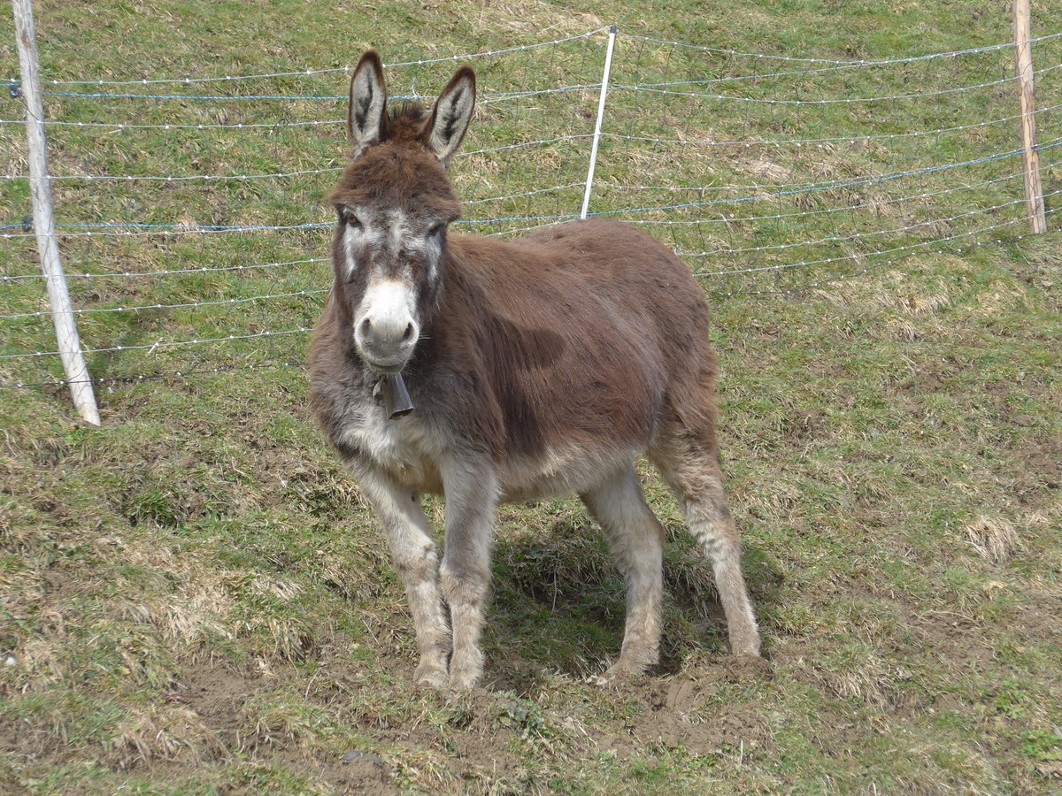 (189'073) - Ein gwundriger Esel im Ladholz am 5. Mrz 2018 bei Achseten
